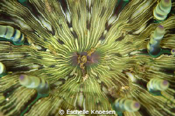 Anenome and shrimps, by Eschelle Knoesen 